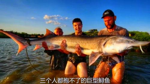 鲨鱼最新爆料消息,揭秘娱乐圈惊天秘密！